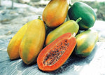 Dwarf Papaya Carica papaya seeds for tropical garden