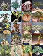 Mixed Caudex Succulent Seeds – Heirloom Non‑GMO Ornamental Seeds seeds for planting in home garden