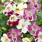 Mimulus Purple Monkey Flower Seeds for colorful shade gardens