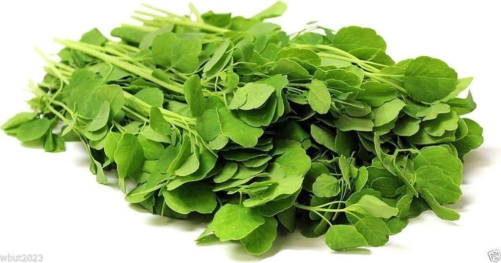 Bolivian Coriander Porophyllum ruderale for planting in herb garden