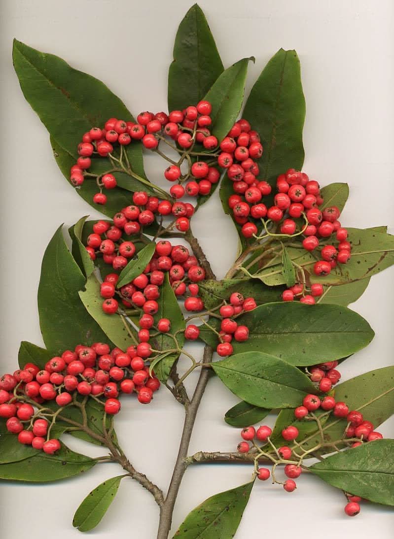 Cotoneaster Fruit Seeds for Cultivation
