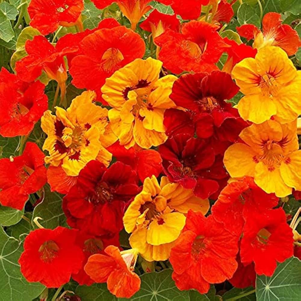 Rainbow Scented Climbing Nasturtium Colorful  Flowering Seeds For Planting