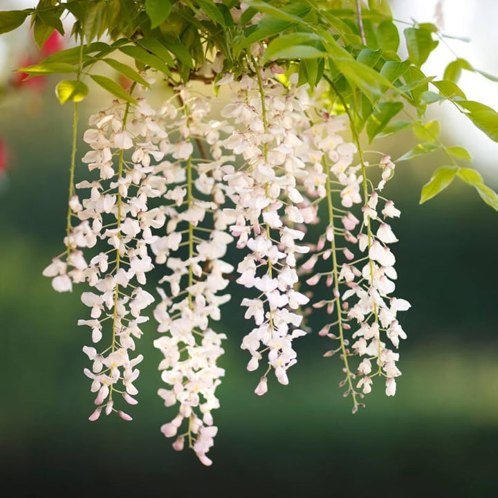 Pagoda Flower Seeds for Planting - 100
