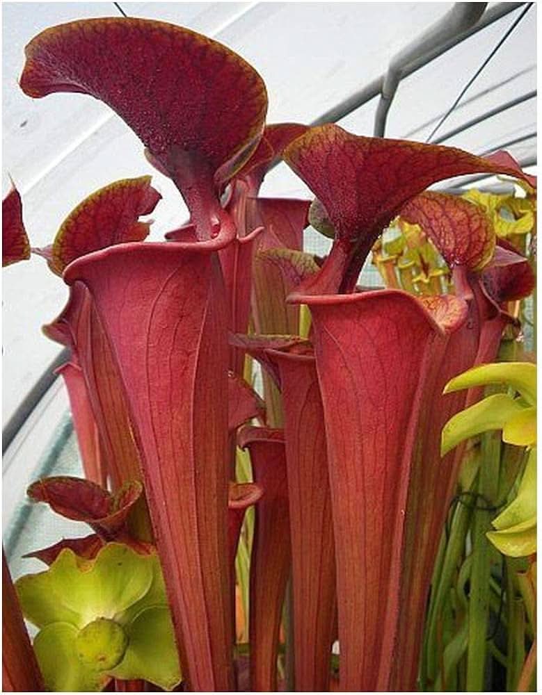 Red Pitcher Plant Sarracenia Leucophylla Flower Seeds for Planting in Indoor Pots and Bog Gardens