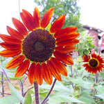Red sun sunflower – Helianthus annuus – brown seed for planting in garden beds