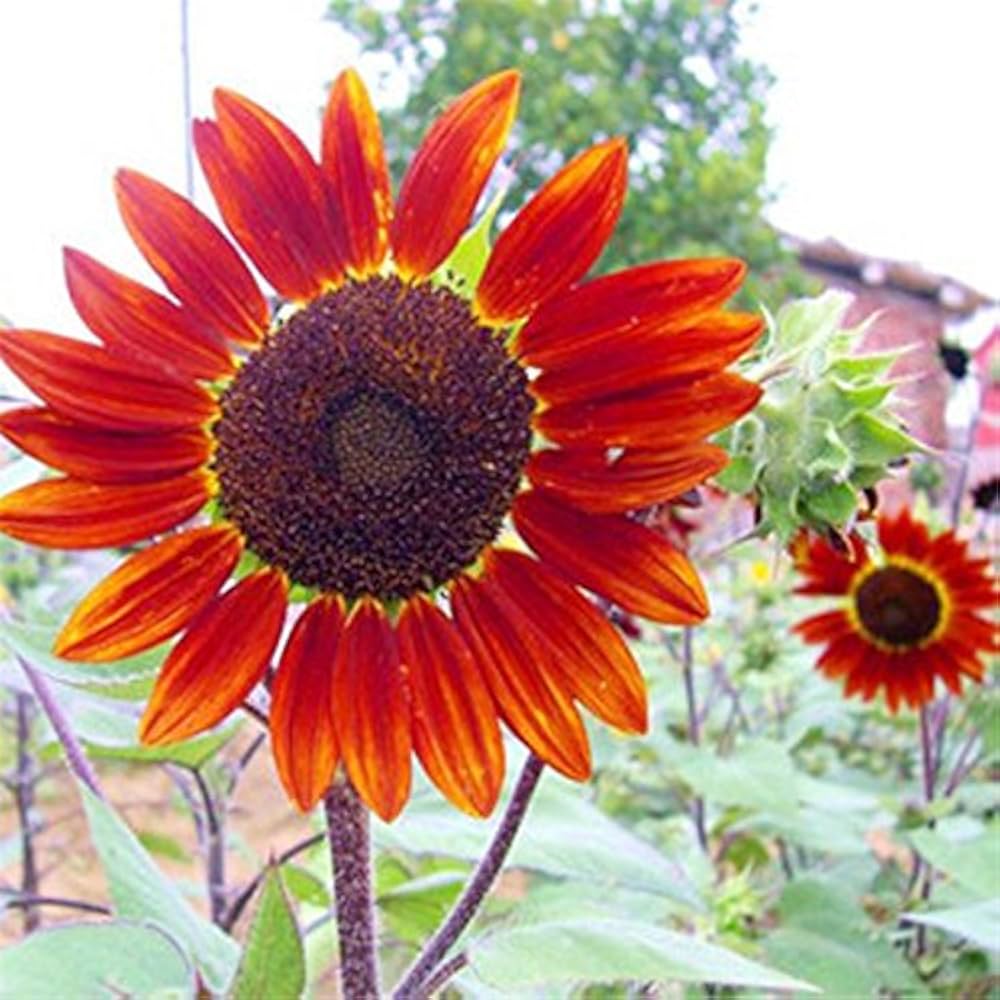 Red sun sunflower – Helianthus annuus – brown seed for planting in garden beds