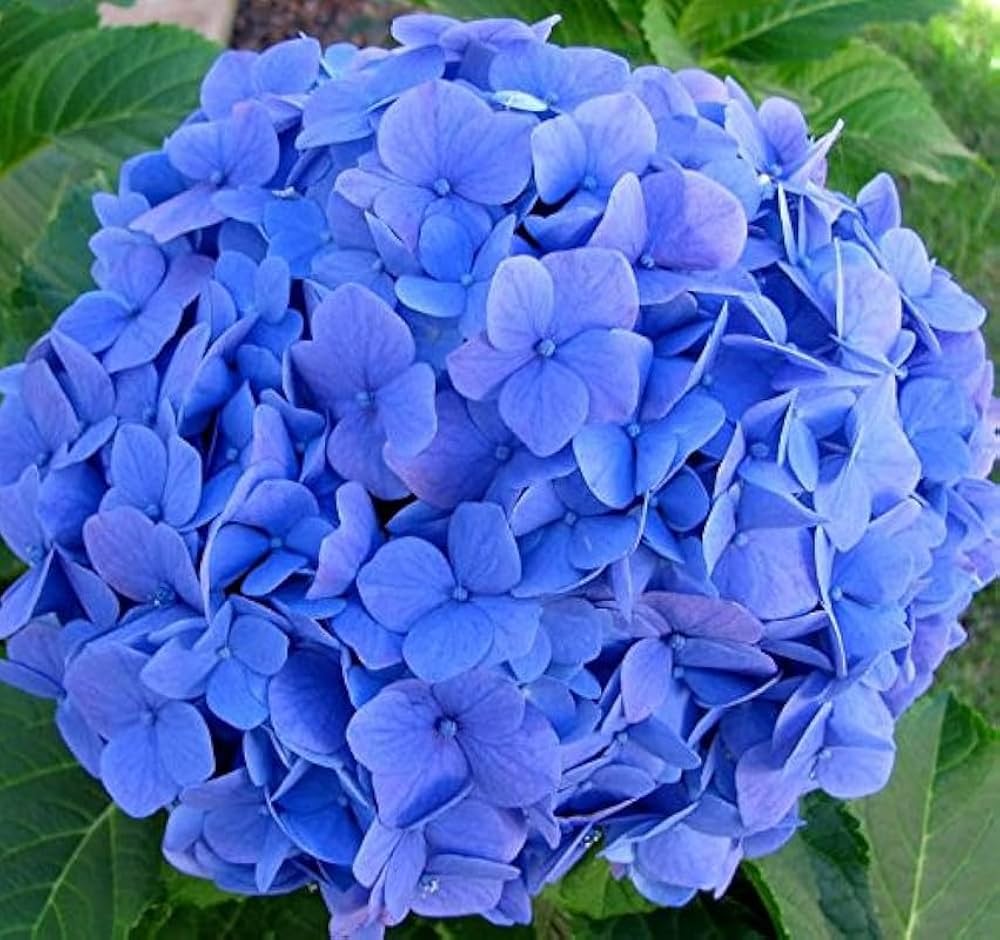 Blue Hydrangea Flower Seeds for Elegant Blue Blooms