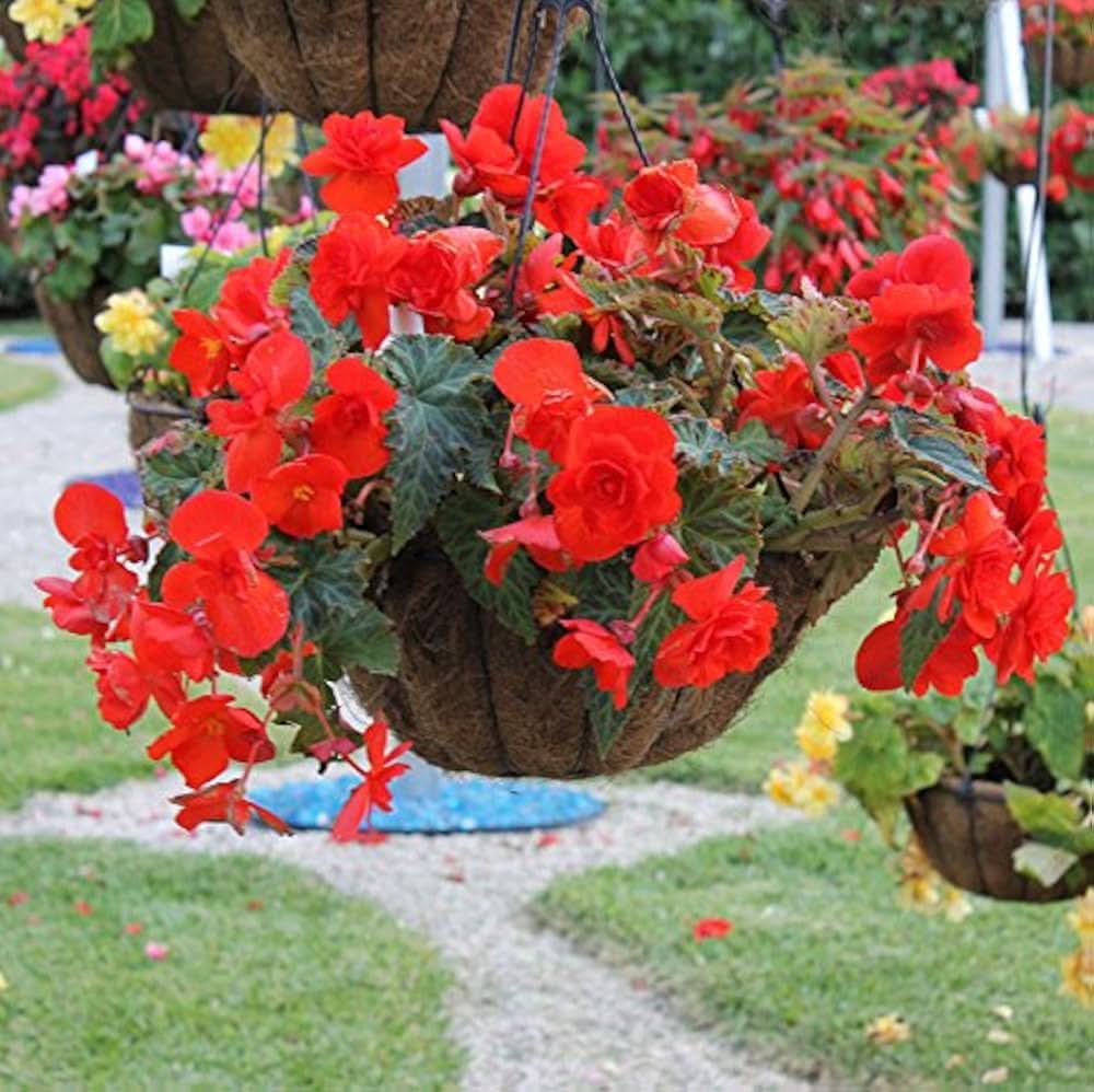 Begonia Begonia semperflorens flower seeds for planting in indoor pots and home garden borders