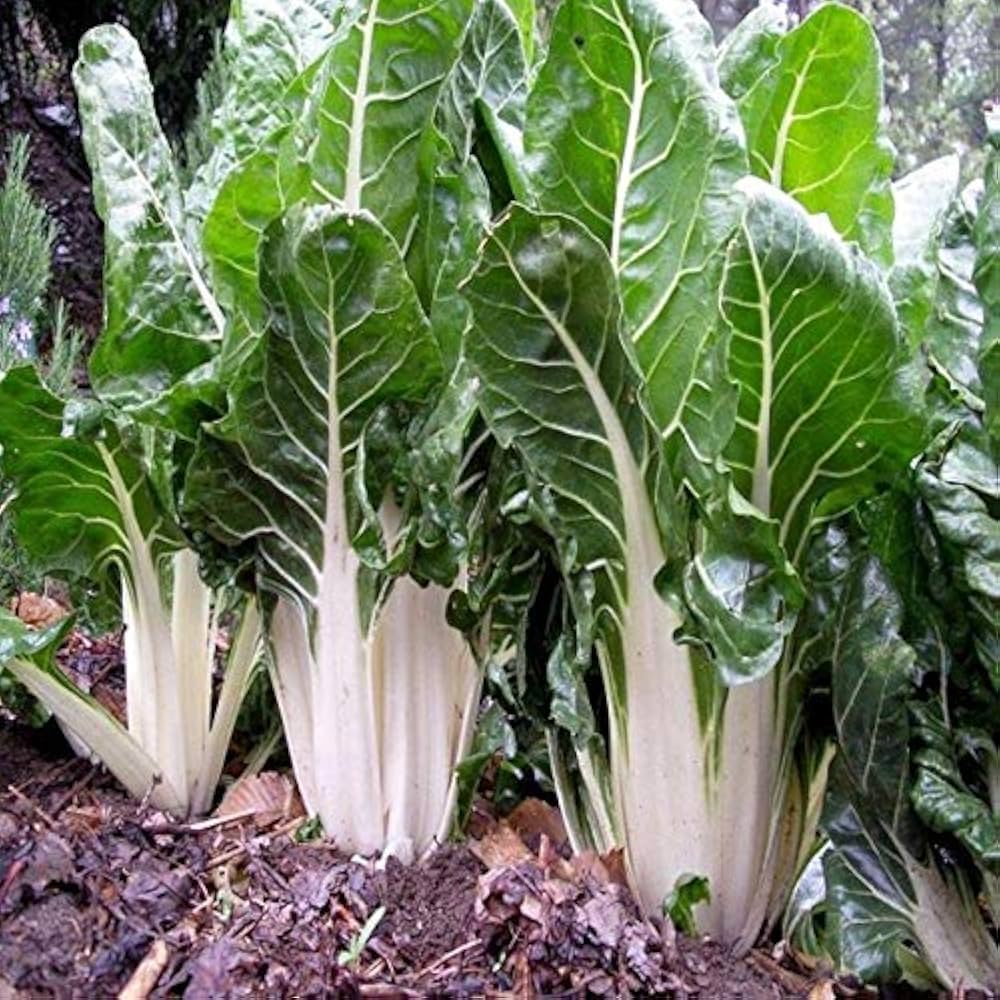 Heirloom Lucullus Swiss Chard Seeds