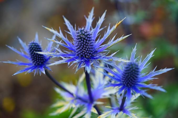 Eryngium Plant Eryngium spp Seeds for Planting in Flower Bed and Urban Garden