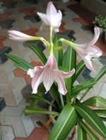 Amaryllis – Hippeastrum hybrid – yellow sunrise flower seed