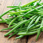 French Bean Candidate – Phaseolus vulgaris – for urban farming and garden planting