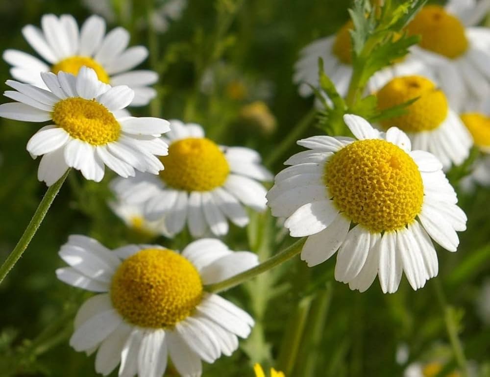 Common German Chamomile Seeds Matricaria recutita Herbal Tea – Heirloom, Non-GMO, High Germination Organic Garden Seeds