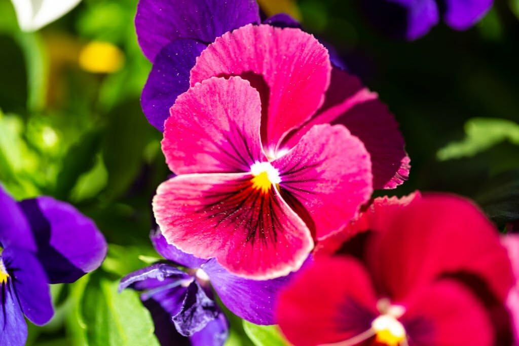 Pansy Rose Pink flower seeds