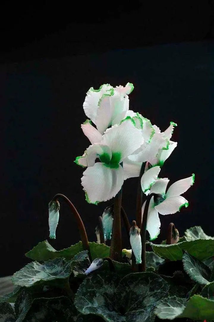 Green White Cyclamen Flower Seeds for Planting - NON GMO Seeds Dhara Seeds