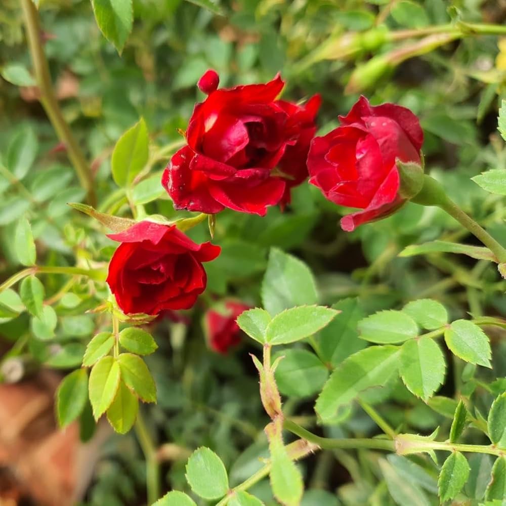 Climbing Rose Rosa for planting in flower bed
