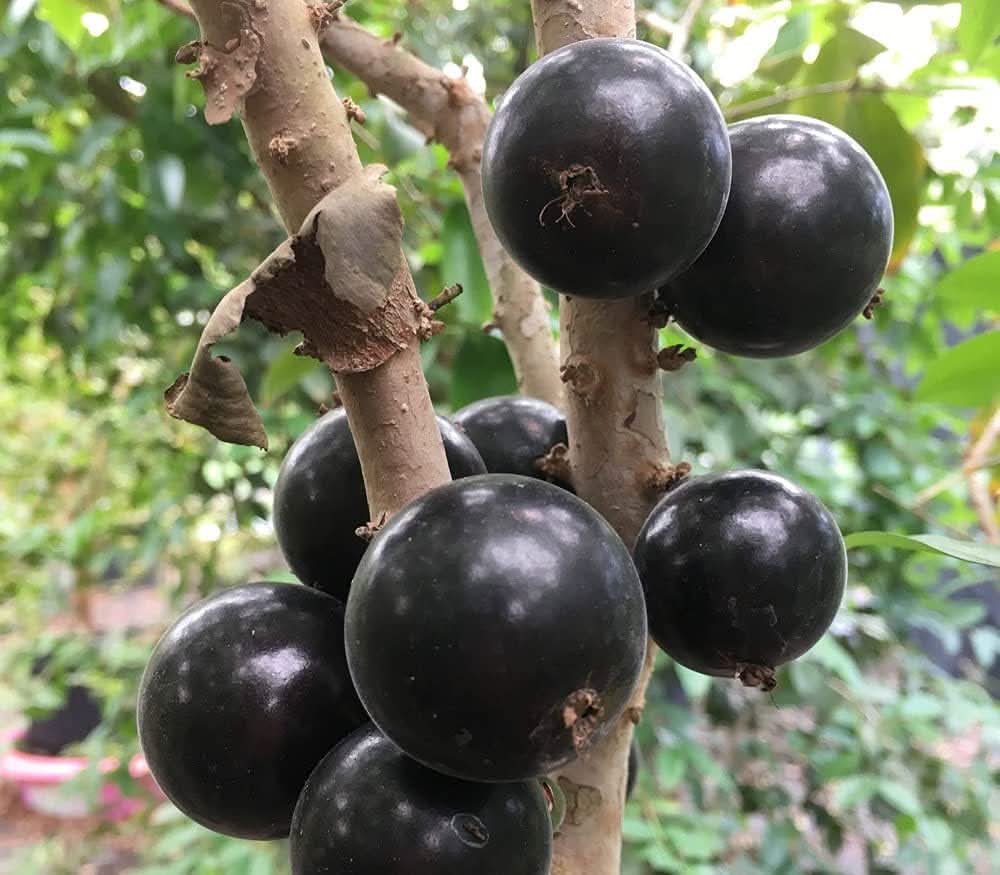Jaboticaba Myrciaria Cauliflora Fruit Seeds for Planting - Exotic, Non-GMO for Unique Gardens