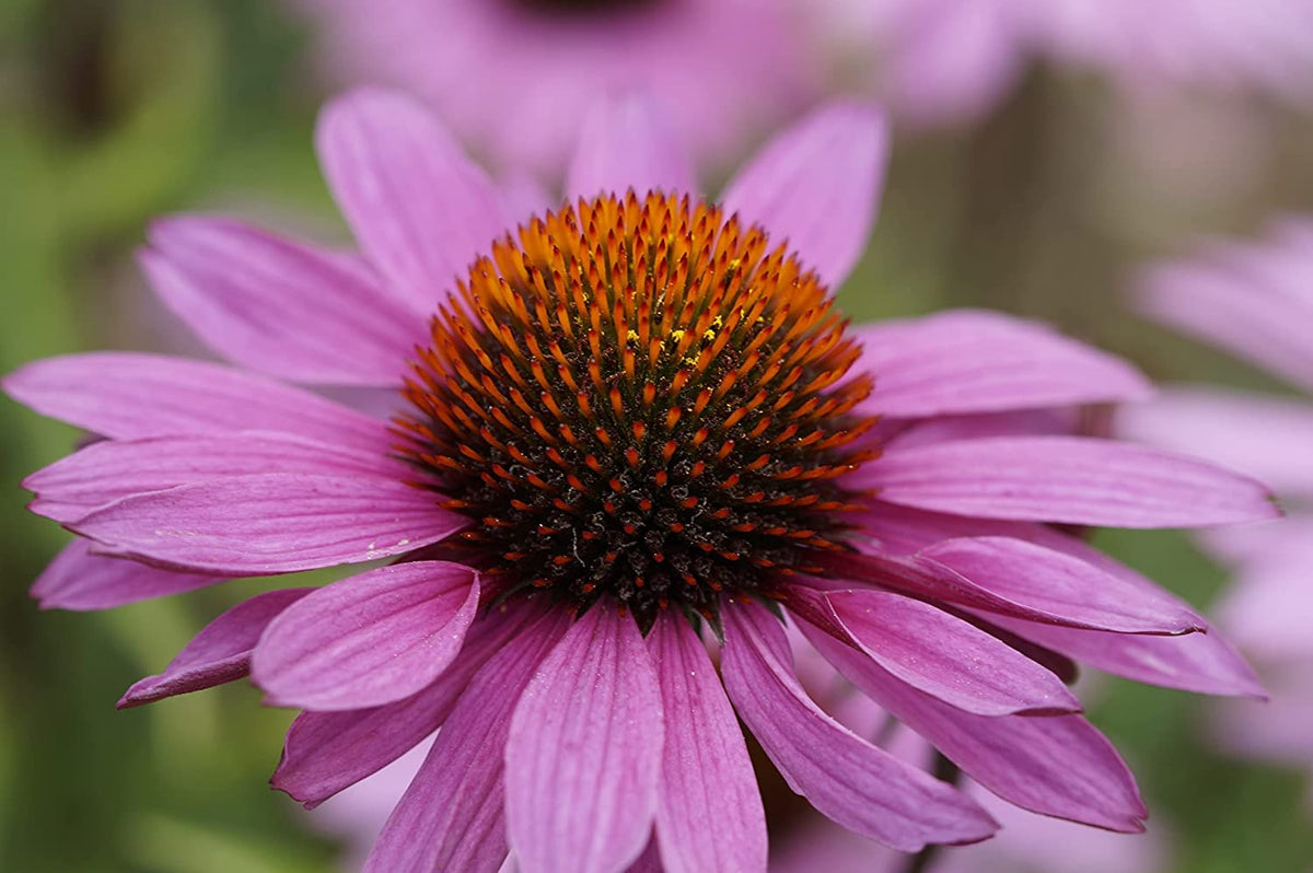 Echinacea Seeds for Planting Echinacea purpurea for flower beds and herbal gardens