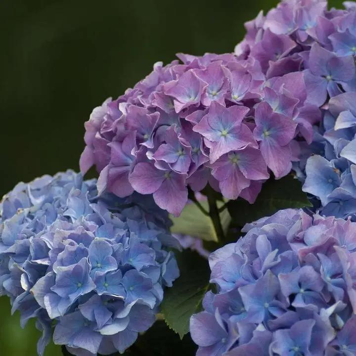 Blue Purple Hydrangea Flower Seeds for Planting – NON GMO Seeds Dhara Seeds