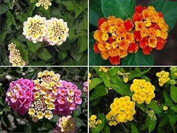 organic-colorful-lantana-flower-seeds

