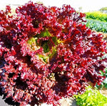 Geely Lettuce Lactuca sativa Seeds