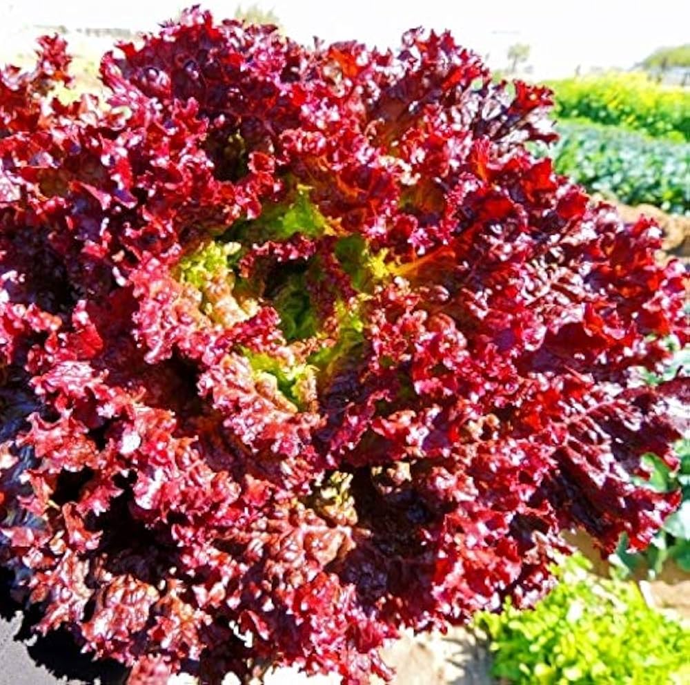 Geely Lettuce Lactuca sativa Seeds