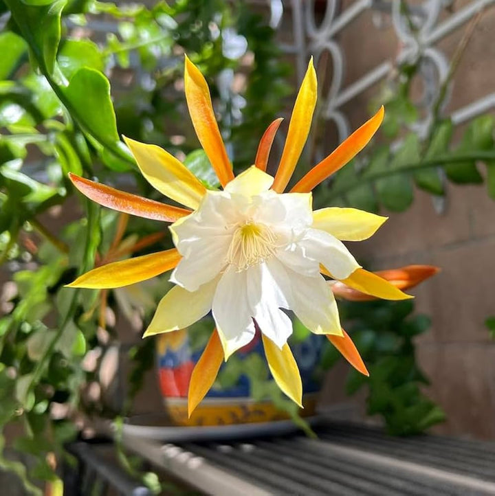 Epiphyllum Orchid Seeds for Planting, NON GMO Seeds