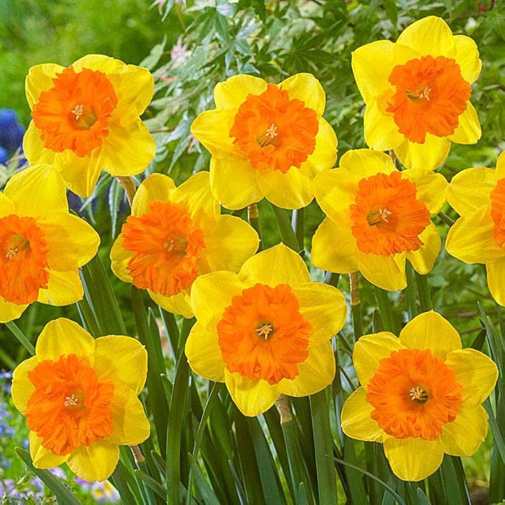 Daffodil Double Petal Aquatic Flowering Seeds For Planting