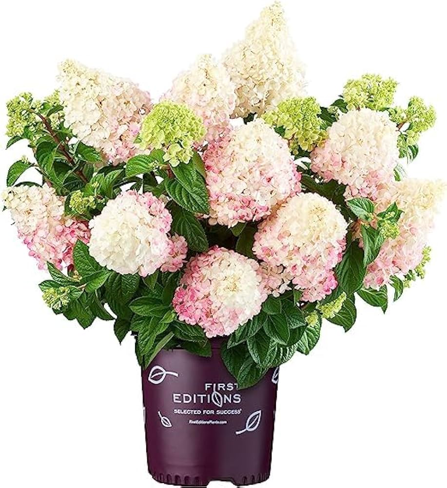 China Vanilla Strawberry Hydrangea Hydrangea Macrophylla Seeds for Planting - Beautiful Blooms for Flower Bed & Home Garden