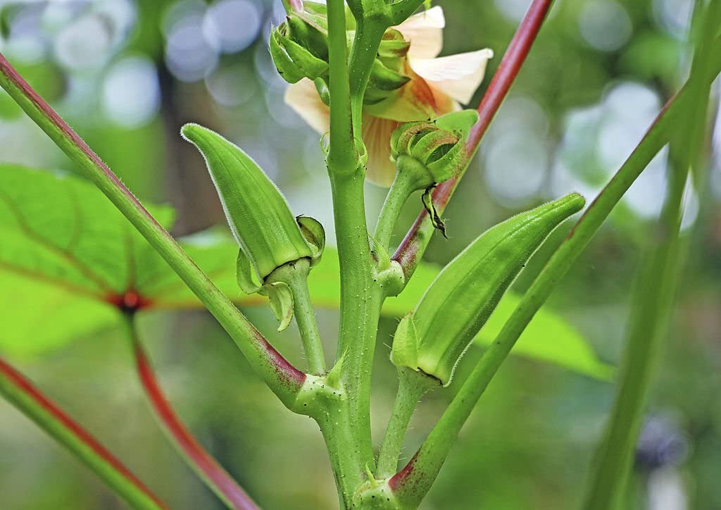 Okra Seeds for Planting Abelmoschus Esculentus vegetable patch home garden