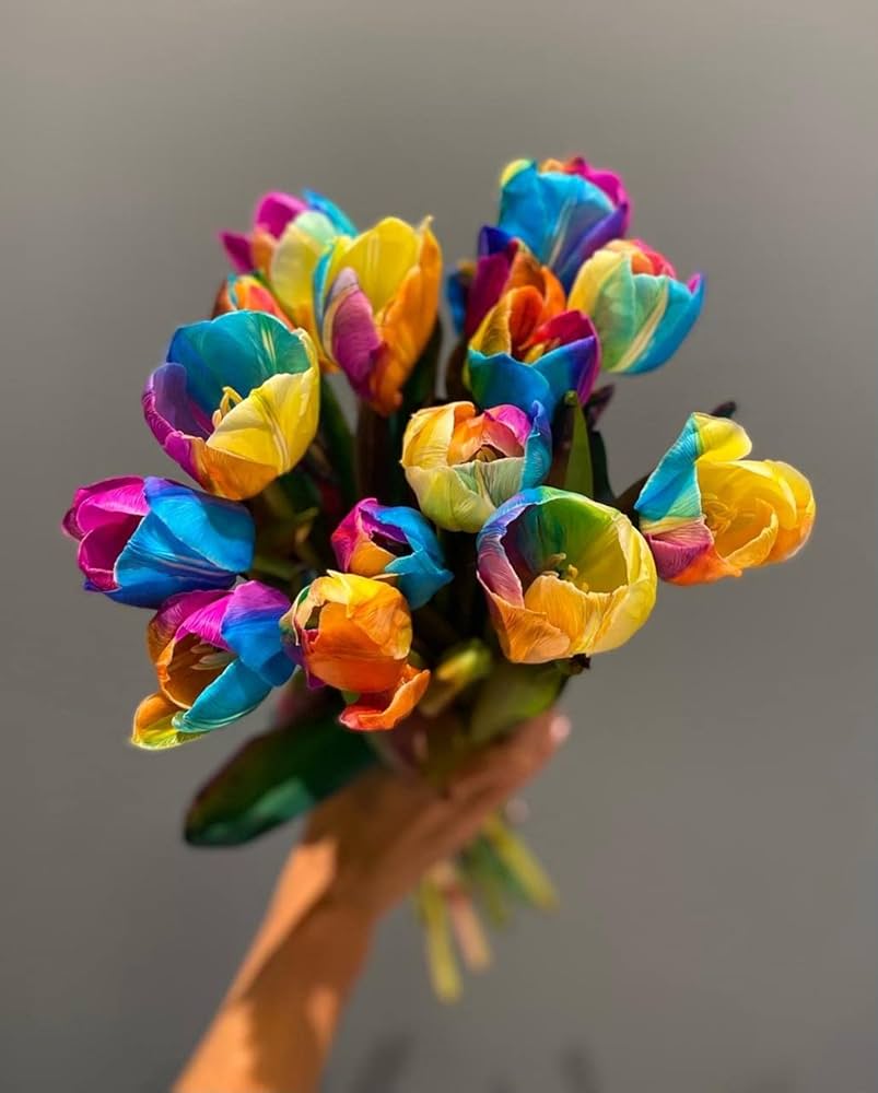 Rainbow tulip bonsai – Tulipa spp. – for planting in home garden