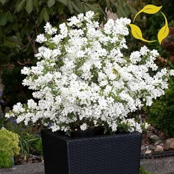 White Racemosa Flower Seeds for Planting - 100