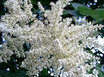 White Sumac Flower Seeds for Planting - 100 seeds for planting in home garden