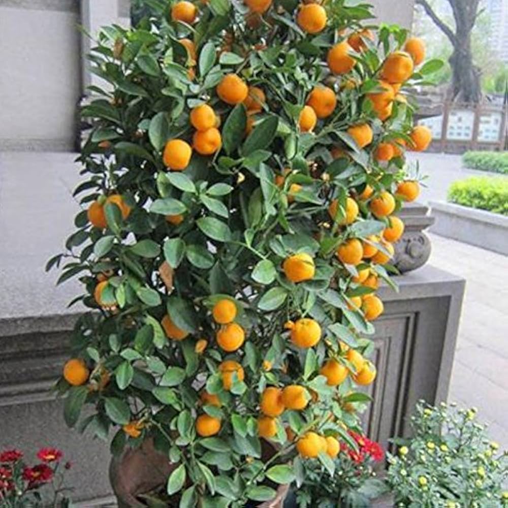 Climbing Orange Tree Seeds for Tropical Tree Growing