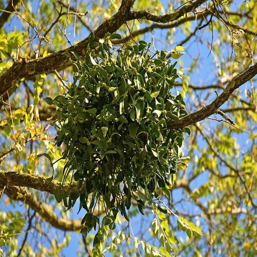 Green Mistletoe - Heirloom, Non - Gmo Seeds