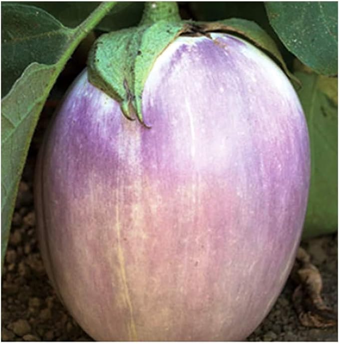 Black Beauty Eggplant Seeds, Organic, Non-GMO, Seeds