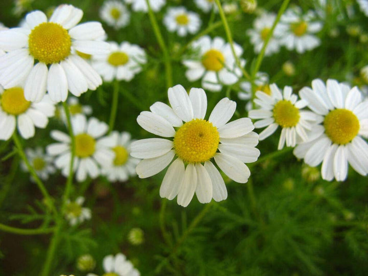 Chamaemelum Flower Seeds for Planting, 100