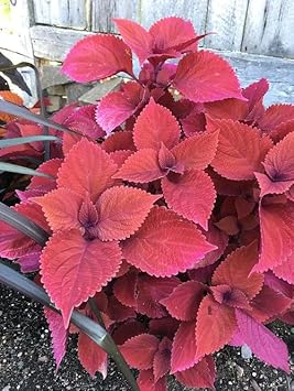 Coleus Heirloom Non Gmo Image