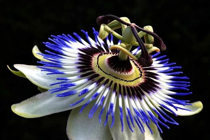 Blue Passionflower – Passiflora species – for planting in home garden