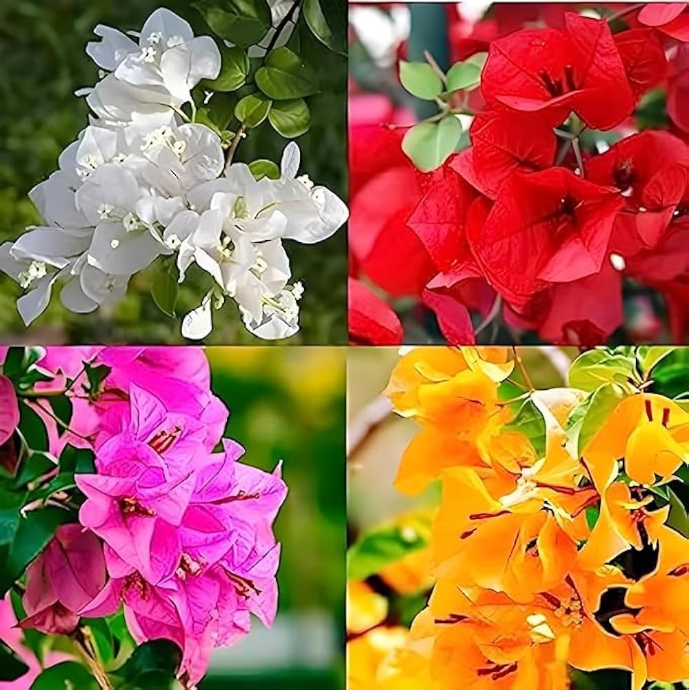 Blooming Bougainvillea Bonsai Seeds – Tropical Vine for Vibrant Miniature Gardens