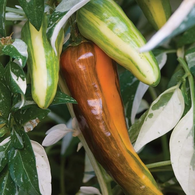 Fish Pepper Capsicum annuum Seeds for Planting in Vegetable Patch & Garden