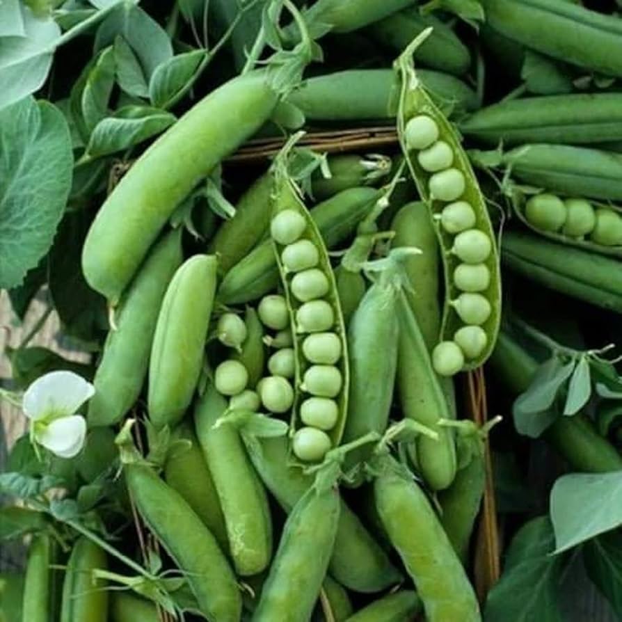 Early Frosty Garden Pea Seeds - Heirloom, Non-GMO, Untreated for Planting ( Seeds)