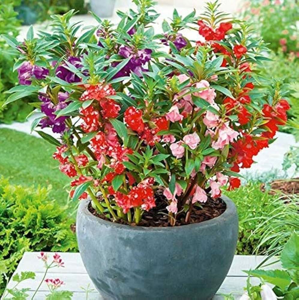 Balsam Impatiens Balsamina Bonsai Flower Seeds for Planting in indoor pots and decorative home garden areas