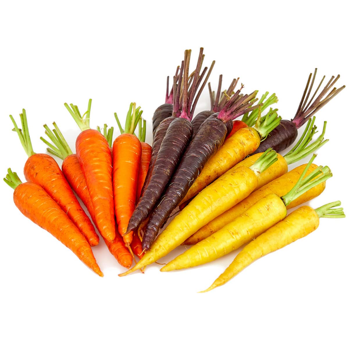 Multi-Colored Carrot Daucus carota Vegetable Seeds for Planting in Vegetable Patch and Garden