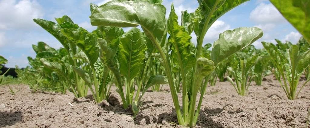 Beet vegetables Seeds - Ideal for Growing Sweet and Nutritious Beets