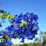 Blue Spectabilis Flower Seeds for Planting - NON GMO Seeds Dhara Seeds
