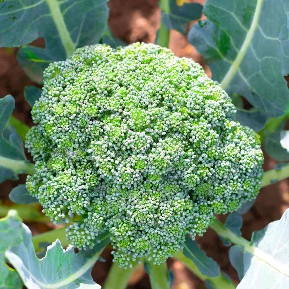 Spigariello Broccoli Brassica Oleracea Seeds