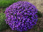 Purple Aubrieta Rock Cascade Flower Seeds-Heirloom & Non-GMO Seeds for planting Dhara Seeds