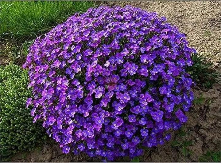 Purple Aubrieta Rock Cascade Flower Seeds-Heirloom & Non-GMO Seeds for planting Dhara Seeds