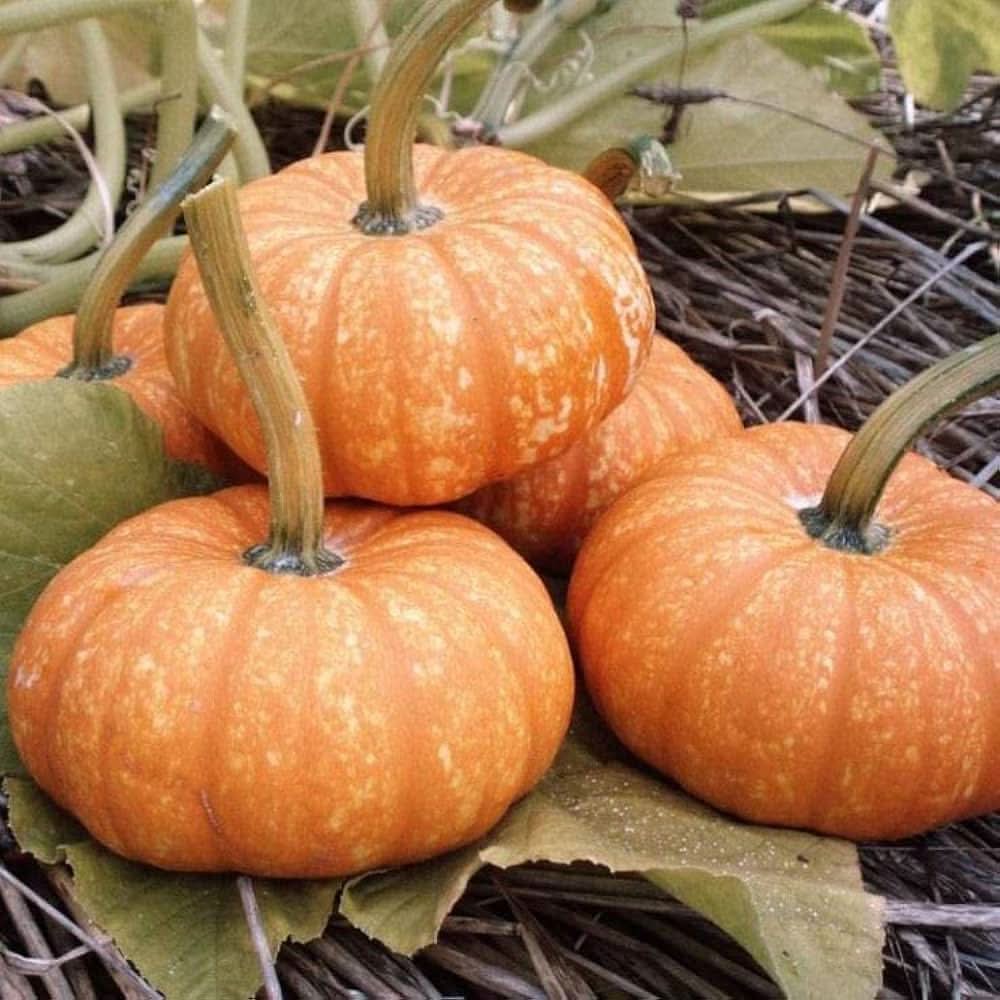 Jack Be Little Pumpkin Seeds Non-GMO 2017 Garden Plant Seeds